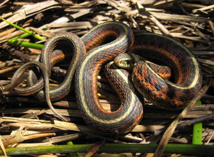 Coast Garter Snake